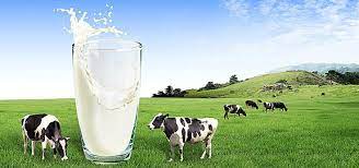 pure milk in Pakistan
